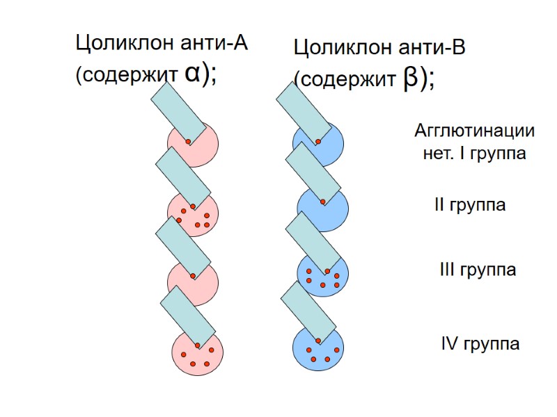 Цоликлон анти-А (содержит α);  Цоликлон анти-В (содержит β);  Агглютинации нет. I группа